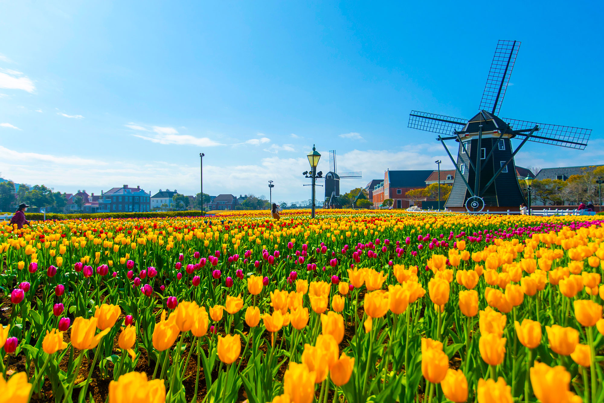Tulip