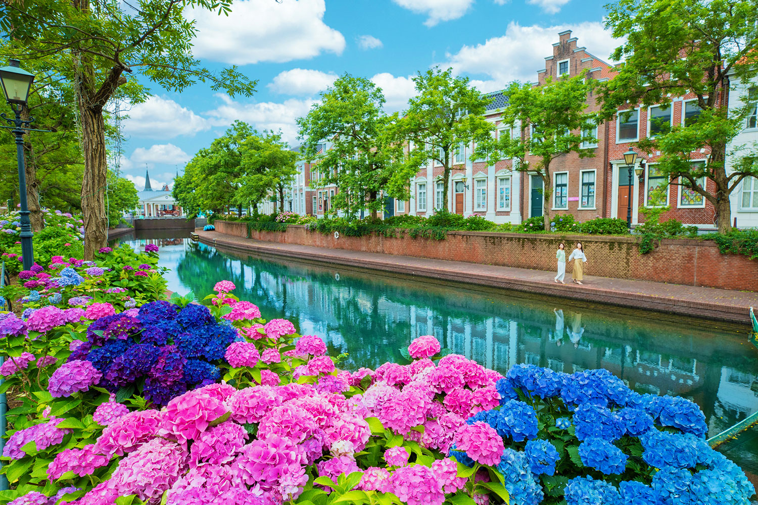 Hydrangea | Events & Shows | Huis Ten Bosch | Official Website