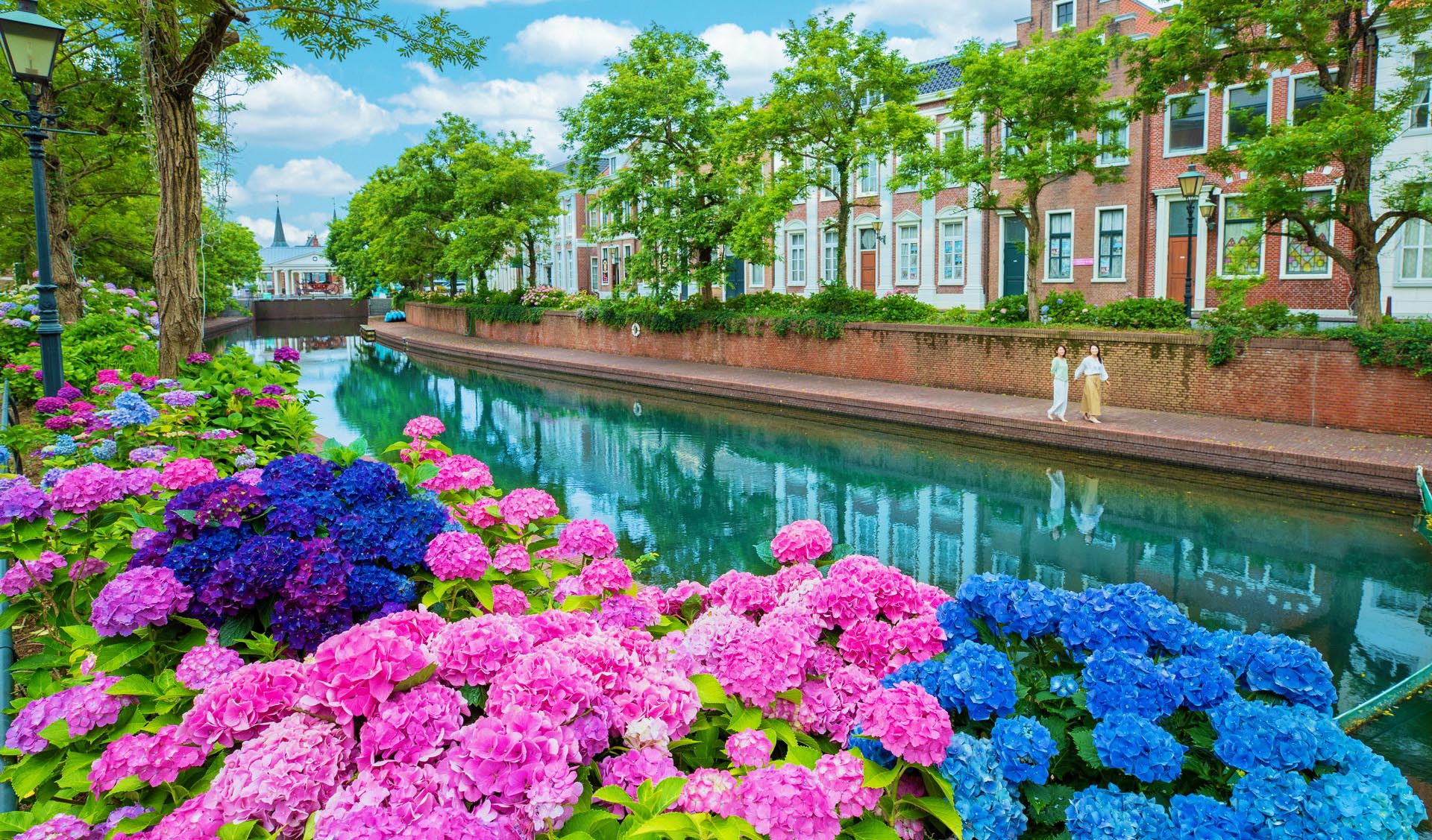 Hydrangea | Events & Shows | Huis Ten Bosch | Official Website